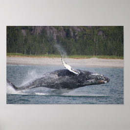 Póster Saltando fotografías de ballenas