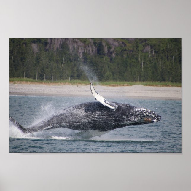 Póster Saltando fotografías de ballenas (Frente)