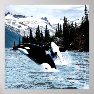 Póster Saltando Orca