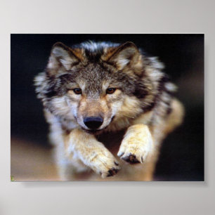 Póster Saltar lobo