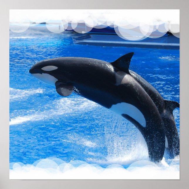 Póster Salto de ballena orca (Frente)