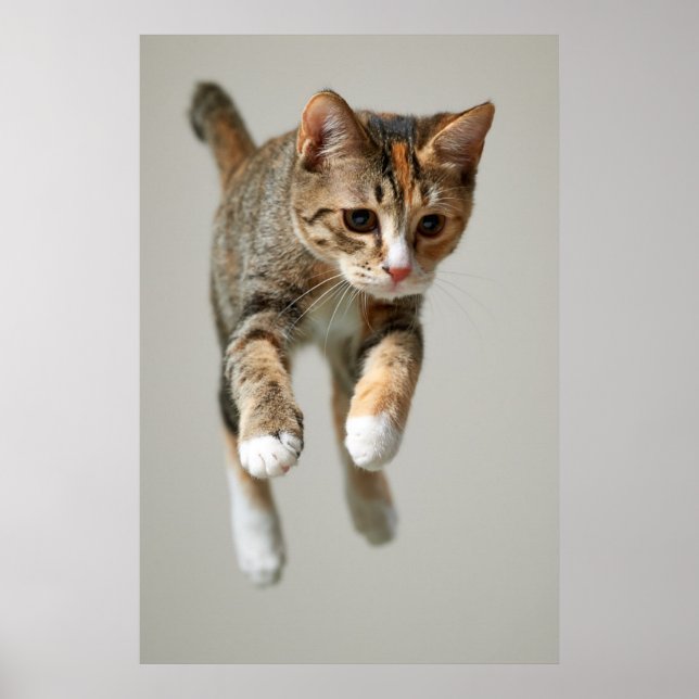 Póster Salto de gato de Calico (Frente)