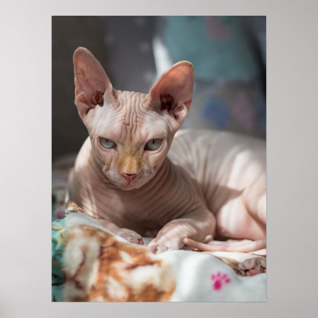 Póster Salto de gato lindo sin pieles (Frente)