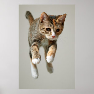 Póster Salto del gato de calicó