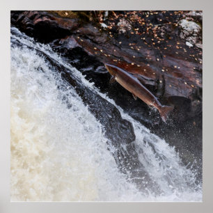 Póster Salto del salmo Salar del salmón atlántico