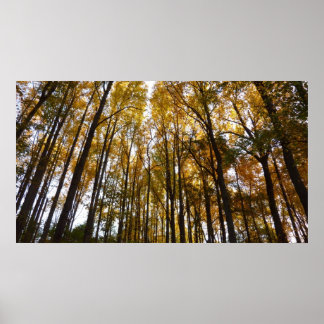 Póster Saltos de otoño en la naturaleza matutina de Maryl