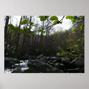 Póster Saltos de primavera en el pequeño río pichón