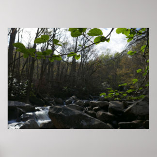 Póster Saltos de primavera en el pequeño río pichón