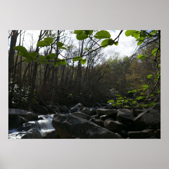 Póster Saltos de primavera en el pequeño río pichón (Frente)