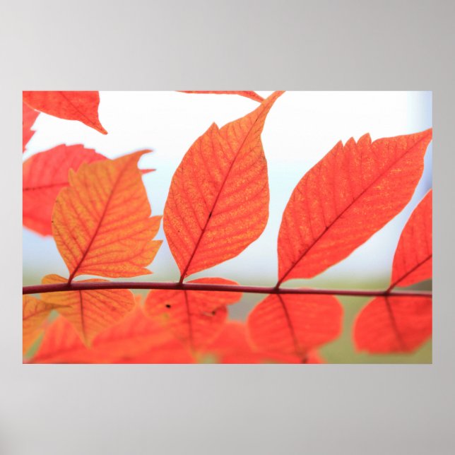Póster Saltos del Naranja de otoño (Frente)