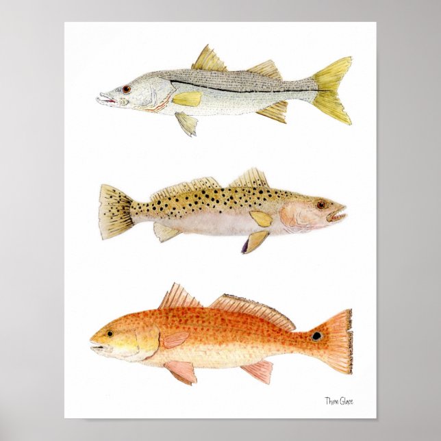 Póster Saltwater Game Fish- Snook, Seatrout & Redfish (Frente)