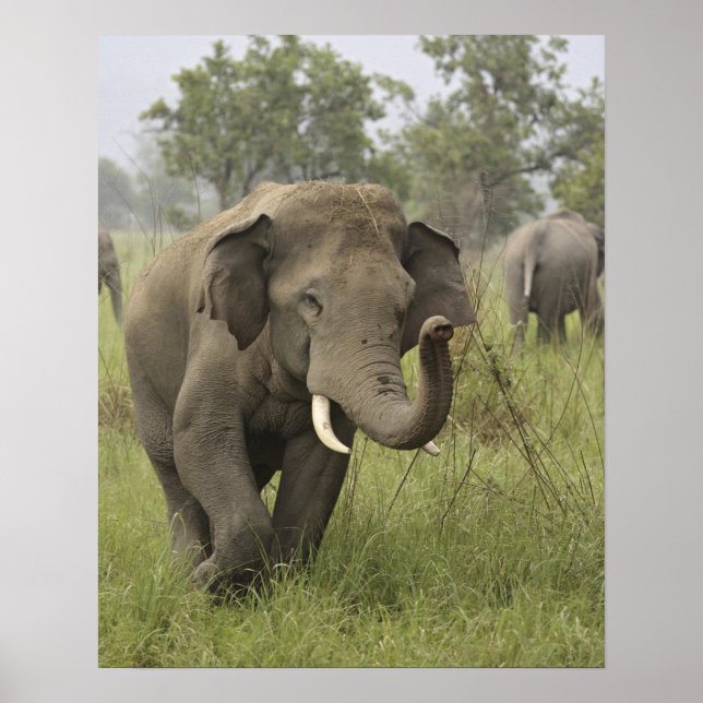 Póster Saludo de elefante asiático indio (Frente)