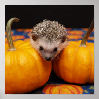 Póster Saludos de Halloween de Hedgehog