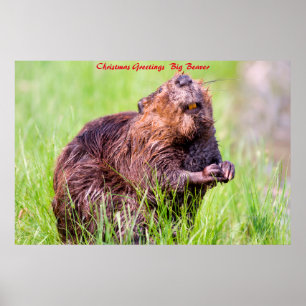 Póster Saludos de Navidad Big Beaver