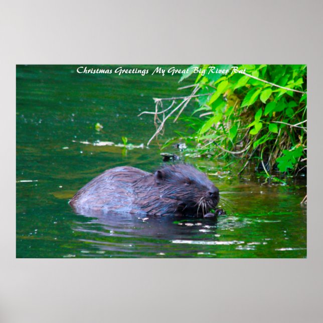 Póster Saludos de Navidad Mi rata de río (Frente)