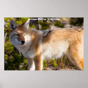 Póster Saludos navideños a mi viejo Coyote