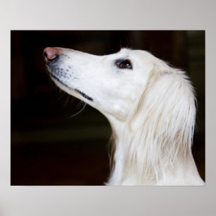 Póster Saluki que mira para arriba