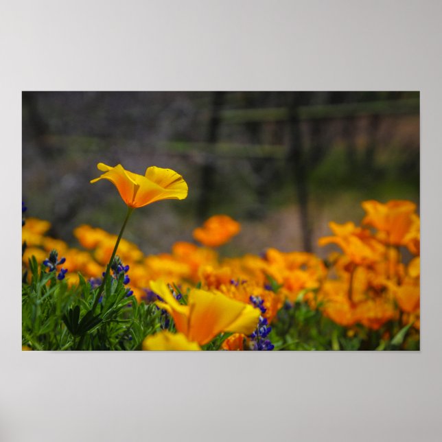 Póster salvaje y libre (Frente)