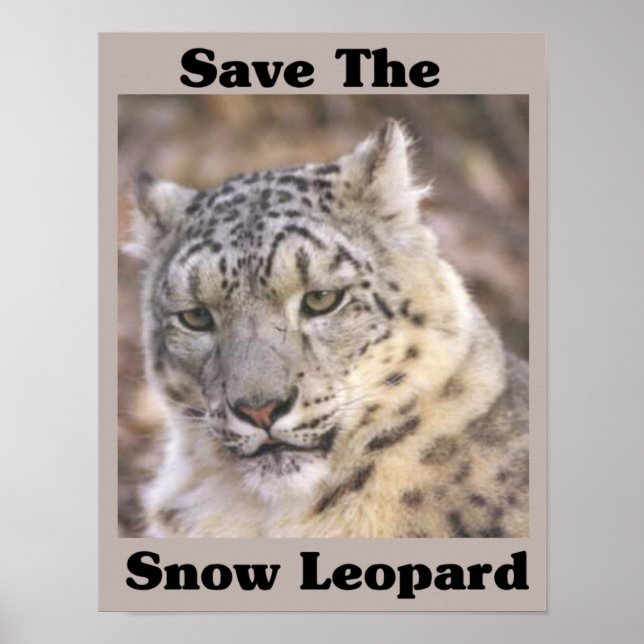 Póster Salvar al leopardo de las nieves (Frente)