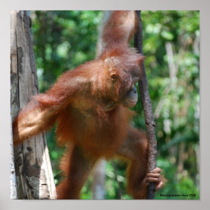 Póster Salvar la vida salvaje de los Orangutans Borneo