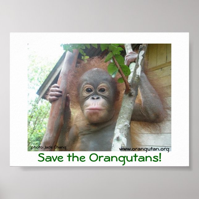 Póster Salven a los Orangutans (Frente)