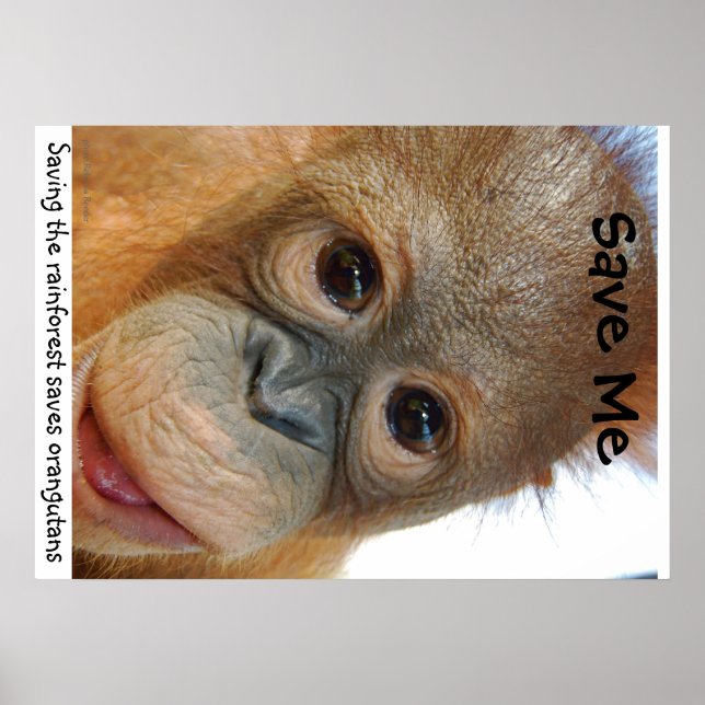 Póster Salven a los Orangutans y la selva tropical (Frente)