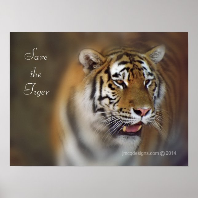 Póster Salven al tigre amur siberiano (Frente)