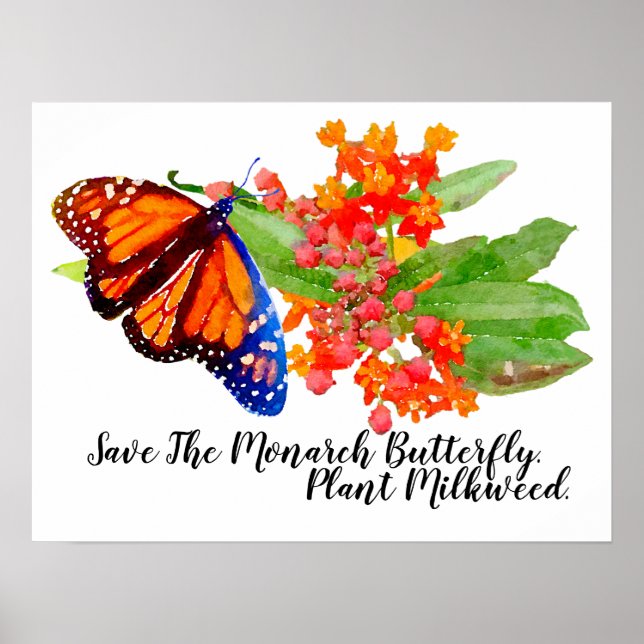 Póster Salven La Mariposa Monarca. Planta Milkweed. (Frente)