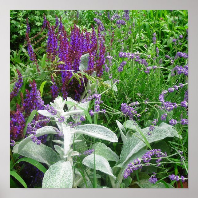Póster Salvia Lambs ear y Lavandar poster (Frente)
