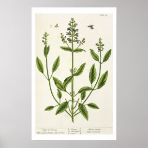 Póster Salviam de "A Curious Herbal", 1782 (color engr)