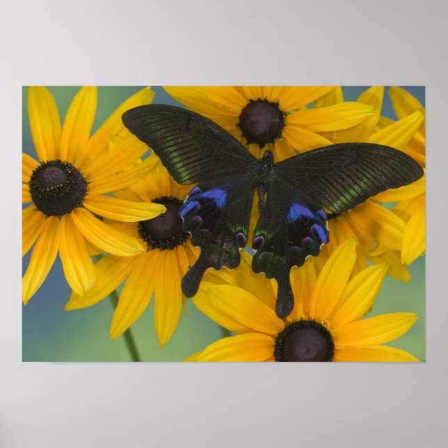 Póster Sammamish Washington Fotografía de la mariposa 22 (Frente)