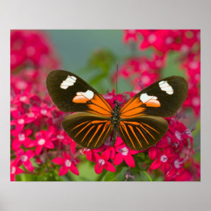 Póster Sammamish Washington Fotografía de la mariposa en 