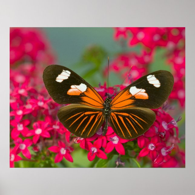 Póster Sammamish Washington Fotografía de la mariposa en  (Frente)