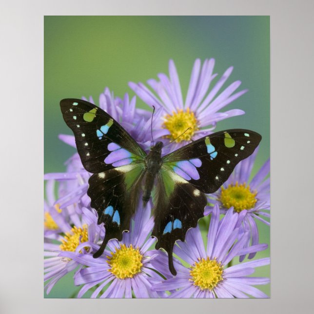 Póster Sammamish Washington Fotografía de la mariposa en  (Frente)