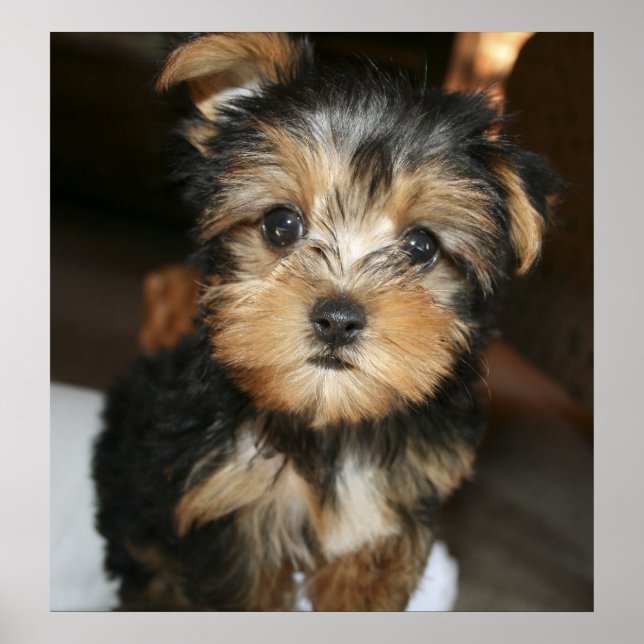 Póster Sampson (Frente)