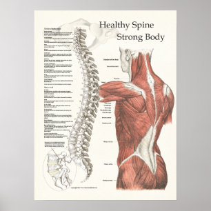 Póster Sana columna vertebral, fuerte Poster quiropráctic