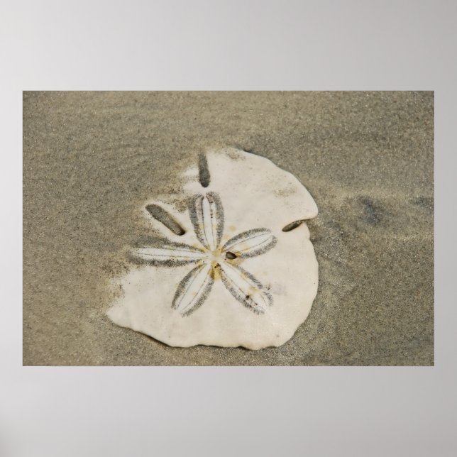 Póster Sand dollar at the Beach Poster (Frente)