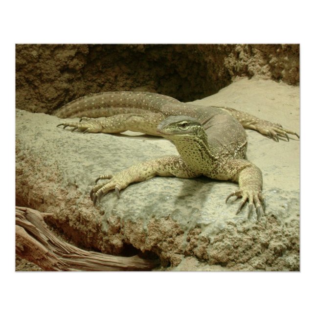 Póster Sand goanna (Anverso)