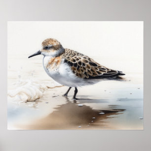 Póster Sanderling Bird Art Print Poster