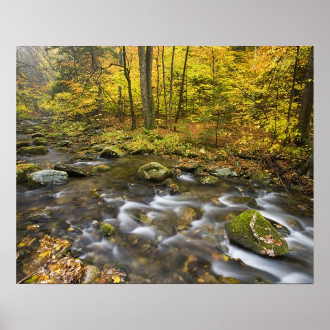 Póster Sanderson Brook.  Chester-Blanford State Forest. (Frente)