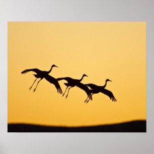 Póster Sandhill Crane aterrizando al atardecer
