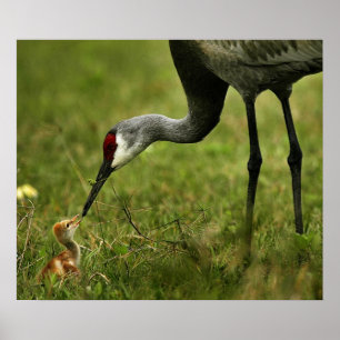Póster Sandhill Crane & Baby