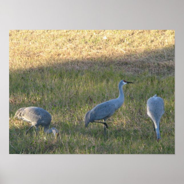 Póster Sandhill Crane Birds Eating Grass Photo (Frente)