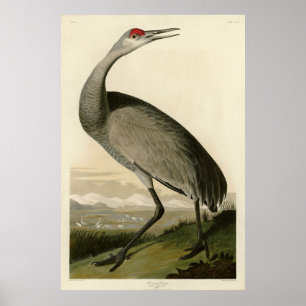 Póster Sandhill Crane de los pájaros de América de Audubo