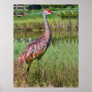 Póster Sandhill Crane en el estanque