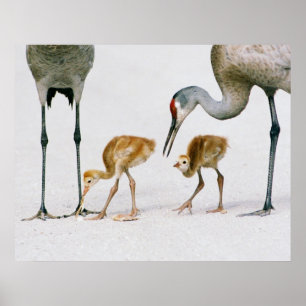 Póster Sandhill Crane Famiy print