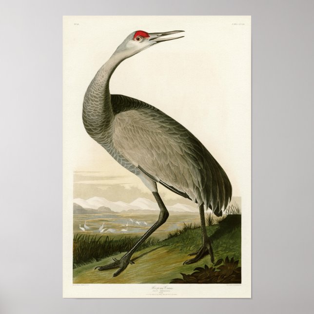 Póster Sandhill Crane John James Audubon Birds of America (Frente)