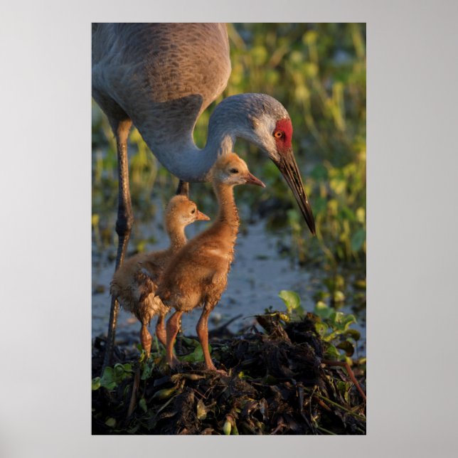 Póster Sandhill crane with chicks, Florida (Frente)