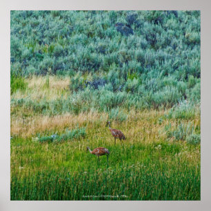Póster Sandhill Cranes