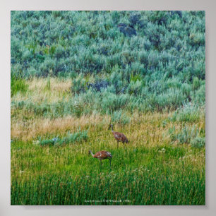 Póster Sandhill Cranes